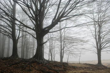Bosque en niebla