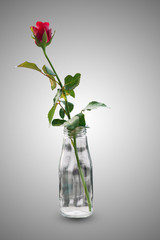 Obraz premium Isolated rose flower in vase on white background