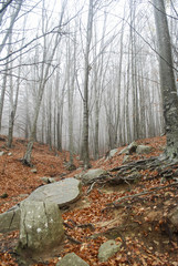 Bosque en niebla