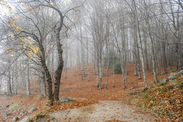 Bosque en niebla