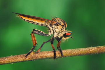 Orange Robberfly/Asilidae perches on dry twig with green background