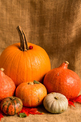 Close up various pumkins and red leaves