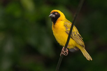 Masked Weaver against green back ground