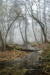 Bosque en niebla