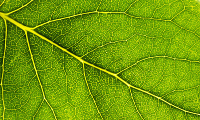texture of green leaf