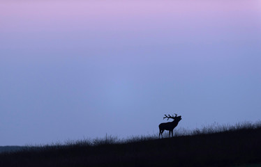 Obraz na płótnie Canvas Bellowing red deer stag on grassy slope at sunset