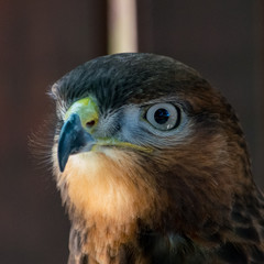 Greater Kestrel portrait of face