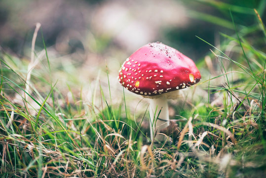 Red mushrooms with white dots in grass