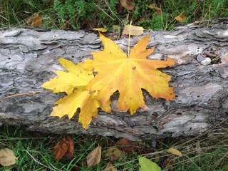  Желтые листья клена на стволе упавшего дерева