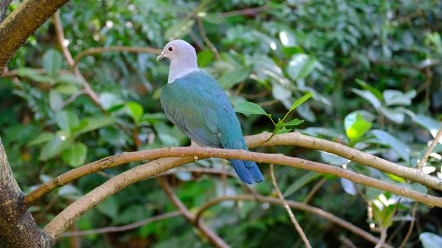 Imperial Pigeon in the forest canopy