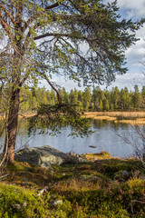 A beautiful autumn landscape at the coast of a lake in Femundsmarka National Park in Norway. Seasonal scenery in fall.