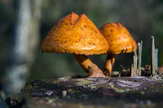 Two mushrooms on birch stub in the autumn forest