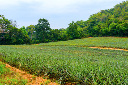 Pineapple plantation in Thailand