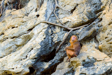 Monkey sitting on cliff at Pa Hin Ngam National Park, Chaiyaphum province, Thailand