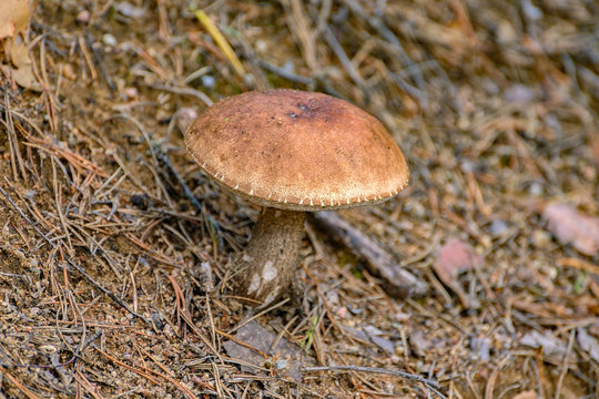 Boletus mushroom growing in the forest.