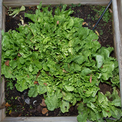 Wooden frames for growing salad and vegetables