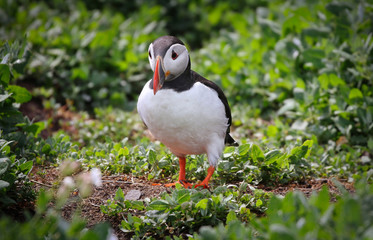 Atlantic Puffin