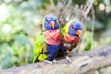 Rainbow lorikeet