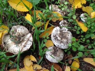  Грибы шампиньоны в лесу