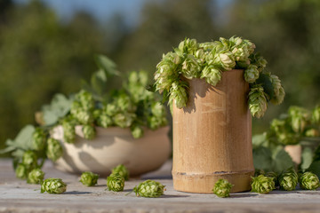 Fragile fresh green raw hops burlap bag. Ingredients beer bread organic background copy space