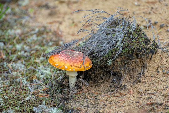 Agaric fly mushroom
