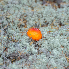Agaric fly mushroom