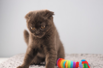 Portrait Katze scottisch british fold braun spielt mit Spielzeug auf grauem Teppich mit grauem...