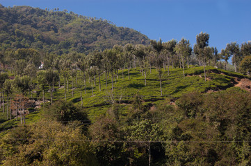 Fototapeta na wymiar Coonoor, green field, tea plantation. Nilgiri mountain railway. India
