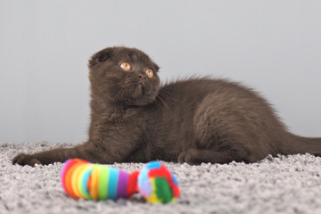 Portrait Katze scottisch british fold braun spielt mit Spielzeug auf grauem Teppich mit grauem hintergrund