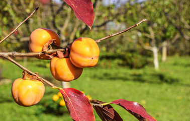 Fruits of persimmons on a tree branch.