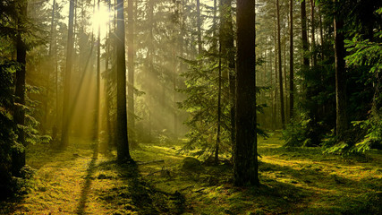 jesień w lesie © Janusz Lipiński