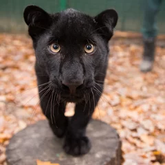 Foto op Plexiglas Black leopard © Ivan
