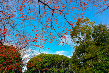 Red maple against blue sky