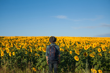 Fototapeta premium Man standing in sunflowers field