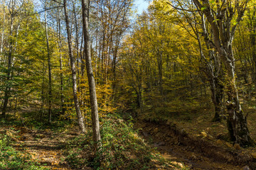 Autumn Landscape with yellow near Devil town in Radan Mountain, Serbia
