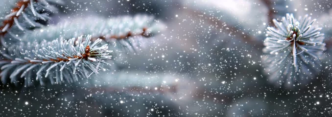 Foto auf Glas Blautannenbaumzweige mit Schneefall. © Swetlana Wall