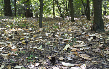 Fototapeta premium Yellow leaves fell in the woods