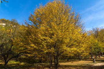 Autumn Landscape with yellow near Devil town in Radan Mountain, Serbia