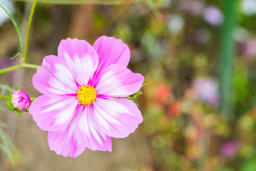 Obraz premium Beautiful Pink cosmos flower blooming in spring day by Macro lens .