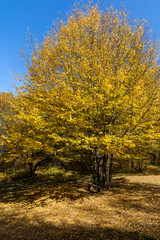 Autumn Landscape with yellow near Devil town in Radan Mountain, Serbia