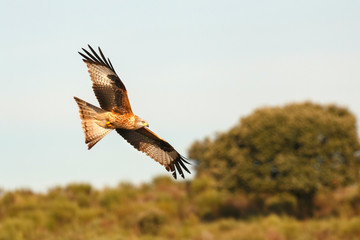 Awesome bird of prey in flight