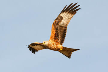 Awesome bird of prey in flight