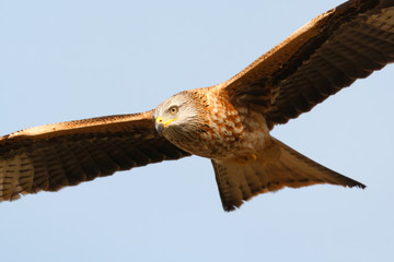 Awesome bird of prey in flight