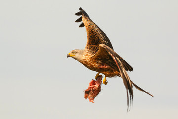 Awesome bird of prey in flight