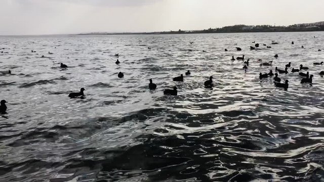 "Ducks are walking by the stream and swim in the pond during the day in the city park" 