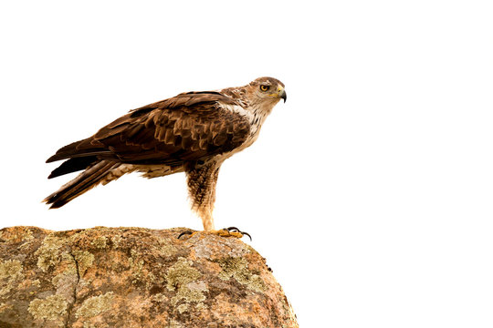 Awesome bird of prey solated on a white background