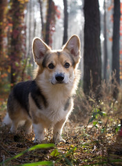 Dog breed Welsh Corgi Pembroke on a walk in a beautiful autumn forest.