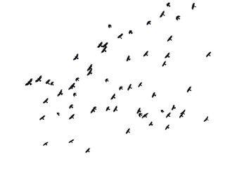 The black birds in flight in sky