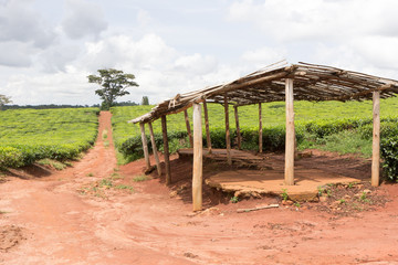 Fototapeta na wymiar Ssezibwa, Uganda. 23 April 2017. Tea plantation. A wooden shed or a shelter is in the foreground.