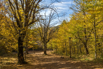 Fototapeta premium Autumn Landscape with yellow near Devil town in Radan Mountain, Serbia